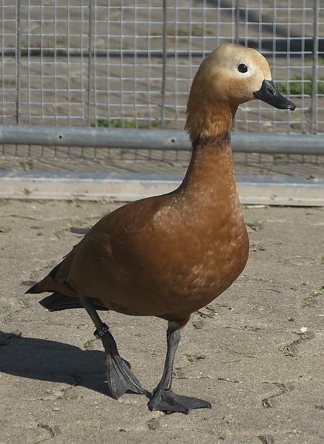 以来 以来